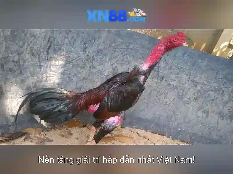XN88: Tổng quan về nền tảng chơi game trực tuyến 1 Đăng Nhập